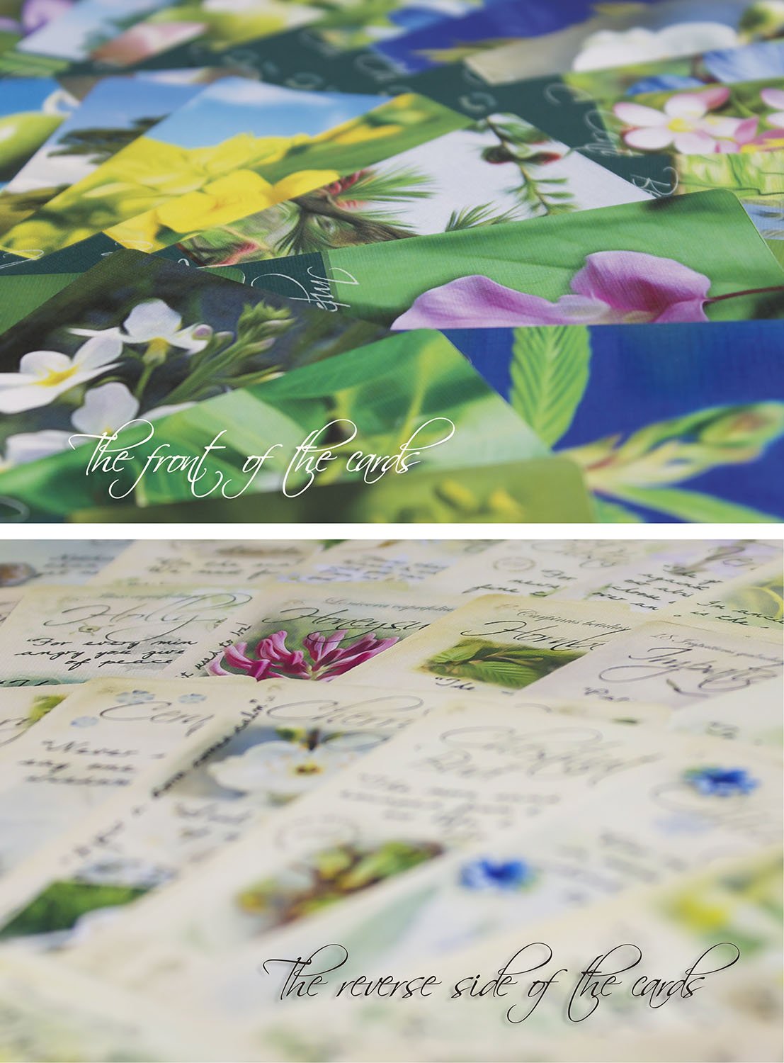 Amazon.com: Creature Comforters Bach Flower Divination Cards Pack